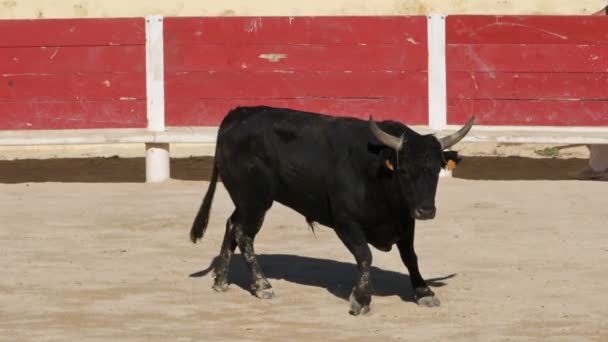 Blutloser Stierkampf Französischer Prägung Namens Course Camarguaise Saintes Maries Mer — Stockvideo