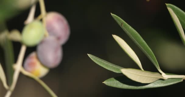 橄榄树枝条 有橄榄 — 图库视频影像
