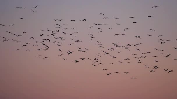 Kormorane Fliegen Über Die Camargue Frankreich — Stockvideo