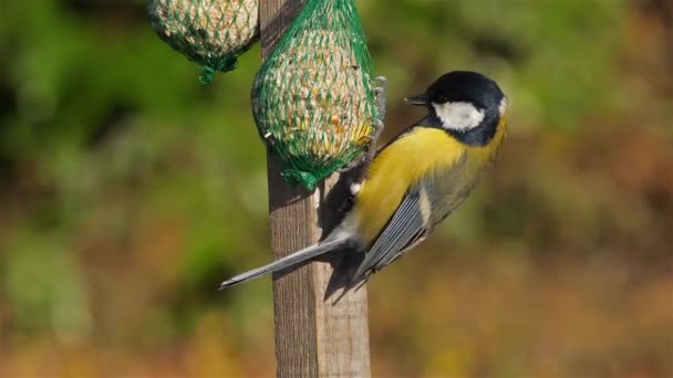 Great Tit Parus Major Eating Birdfeeder — Stock Video