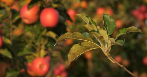 Садові Яблуні — стокове відео