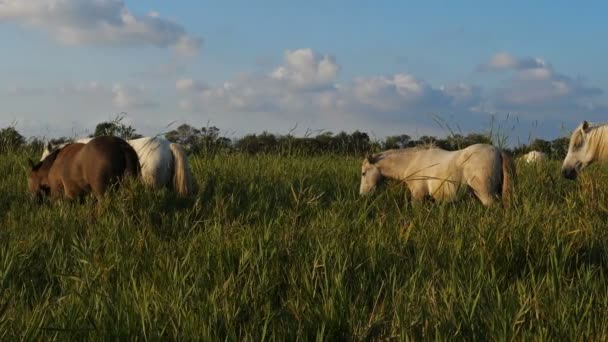 White Camargue Horses Occitanie France — Stock Video