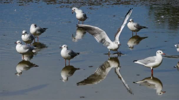 Gaivotas Cabeça Preta Chroicocephalus Ridibundus — Vídeo de Stock