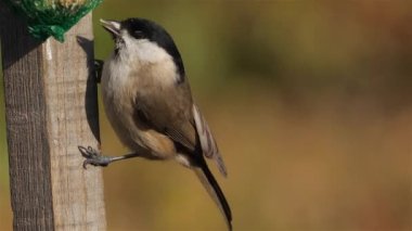 Marsh tit, (Poecile palustris), eating on a birdfeeder.
