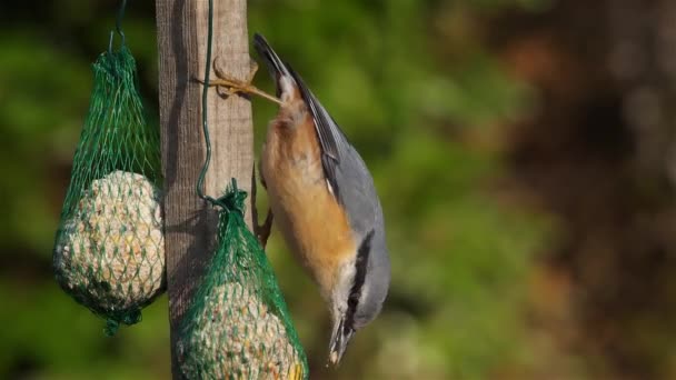 Nuthatch Eurasian Nuthatch Madeira Sitta Europaea Comendo Alimentador Pássaros — Vídeo de Stock