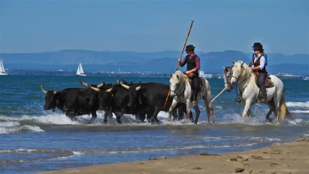 Cowboys Riding Camargue Bulls Camargue Francja — Wideo stockowe