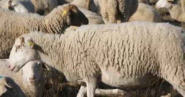 Ovejas Domésticas Francia — Vídeos de Stock