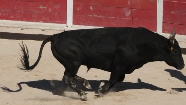 Blutloser Stierkampf Französischer Prägung Namens Course Camarguaise Saintes Maries Mer — Stockvideo