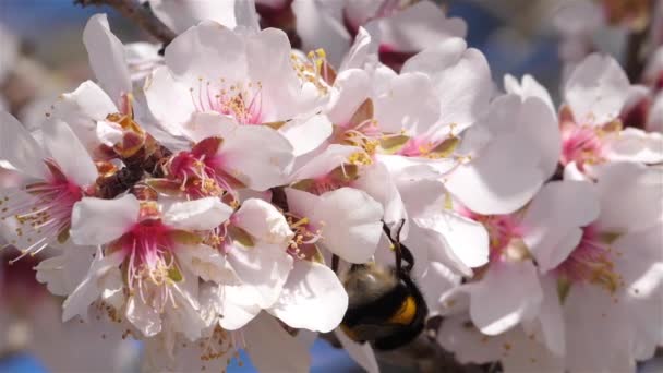 Calabrone Sul Mandorlo Durante Stagione Primaverile — Video Stock