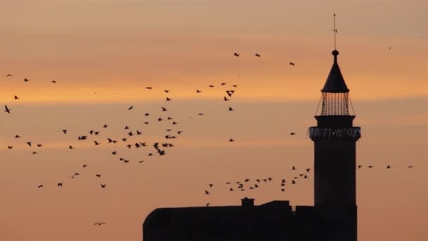 Kormoránok Csoportja Repül Camargue Franciaországban — Stock videók