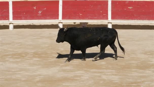 Blutloser Stierkampf Französischer Prägung Namens Course Camarguaise Saintes Maries Mer — Stockvideo