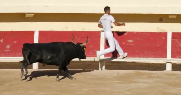 フランス カマルグのサン マリー メールでのフランス風の血のない闘牛コースCamargaiseと呼ばれる — ストック動画