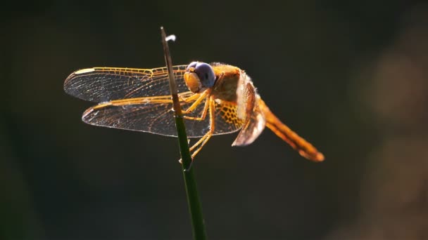 Odonata Ruddy Darter Sympetrum Sanguineum Odonata Řád Masožravého Hmyzu — Stock video