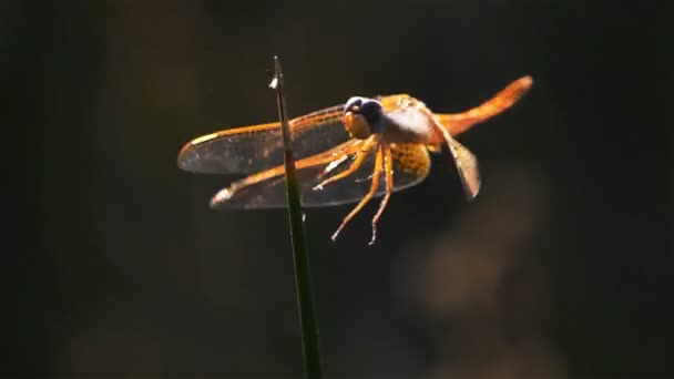 Odonata Ruddy Darter Sympetrum Sanguineum Odonata Etobur Böceklerin Bir Türüdür — Stok video