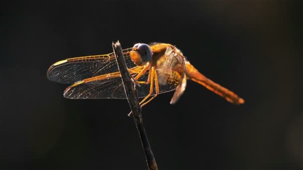 Odonata Ruddy Darter Sympetrum Sanguineum Odonata Orden Insectos Carnívoros — Vídeos de Stock