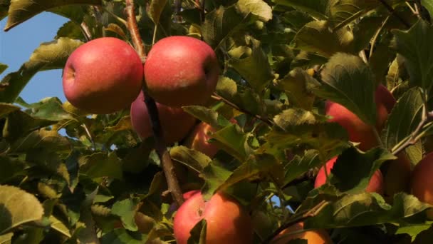 Die Apfelbäume Obstgarten — Stockvideo