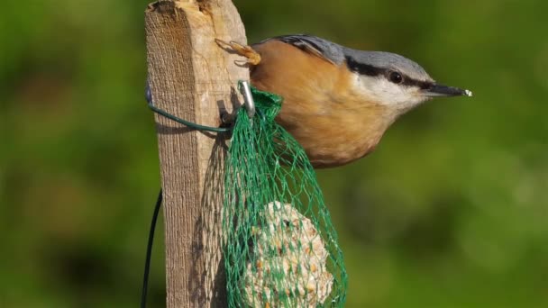 Nuthatch Eurasian Nuthatch Madeira Sitta Europaea Comendo Alimentador Pássaros — Vídeo de Stock