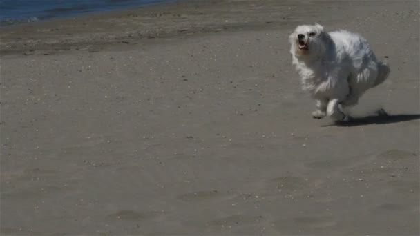 Coton Tulear Correndo Uma Praia — Vídeo de Stock