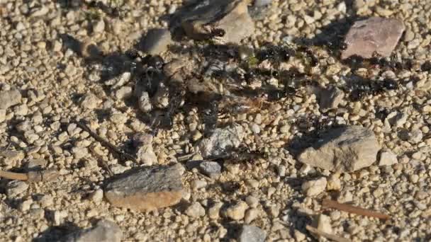 Μυρμήγκια Στο Έδαφος Στη Νότια Γαλλία — Αρχείο Βίντεο