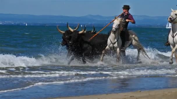 Kamp Boğalarına Binen Kovboylar Camargue Fransa — Stok video