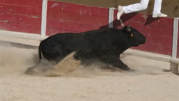 Blutloser Stierkampf Französischer Prägung Namens Course Camarguaise Saintes Maries Mer — Stockvideo