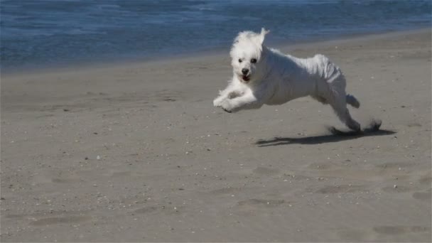 在海滩上奔跑的Coton Tulear — 图库视频影像