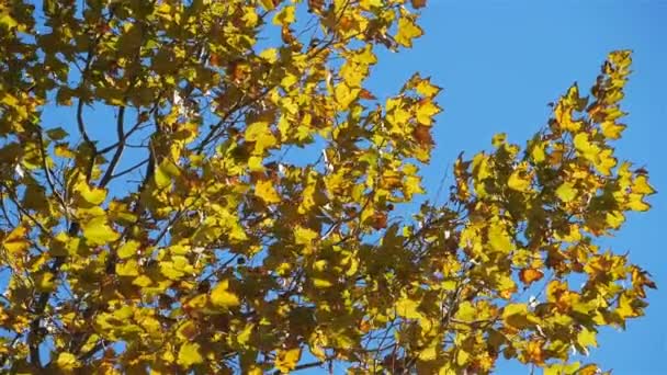 Hojas Platano Viento Durante Temporada Otoño — Vídeos de Stock