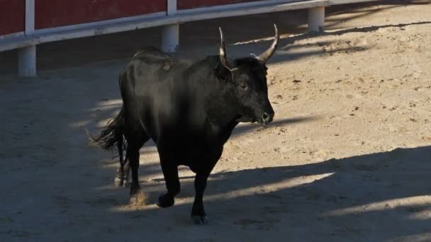 Blutloser Stierkampf Französischer Prägung Namens Course Camarguaise Saintes Maries Mer — Stockvideo