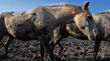Beyaz Kamp Atı, Camargue, Fransa