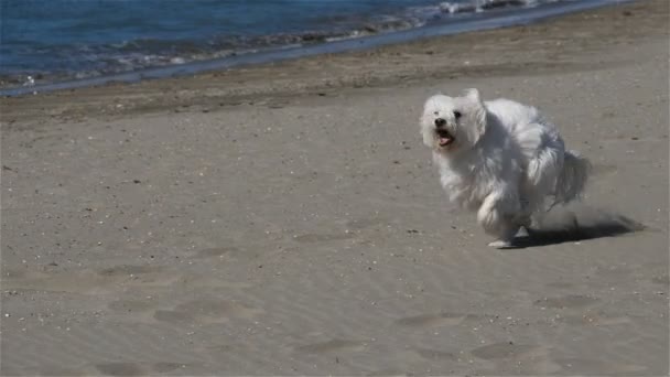 Котон Туліар Біжить Пляжі — стокове відео
