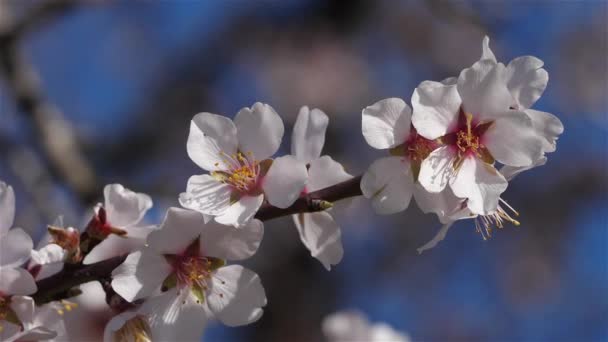 Mandorlo Durante Stagione Primaverile — Video Stock