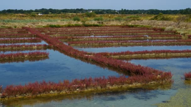 Salicorne Salt Marsh Guerande Loire Atlantique France — стокове відео