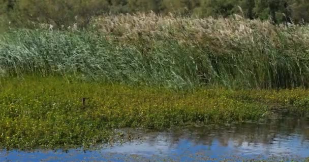 Scamandre自然地区公园 加利利安 小坎普里 风吹过芦苇 — 图库视频影像
