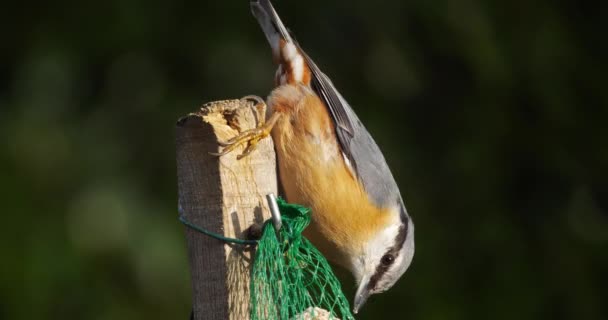 Eurasian Nuthatch Wood Nuthatch Sitta Europaea Eating Birdfeeder — Stock Video