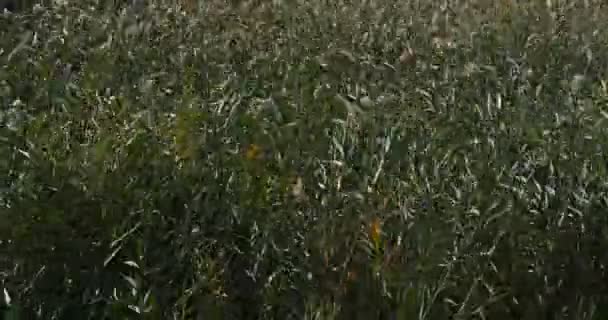 Scamandre Natural Regional Park Gallician Petite Camargue Occitanie França — Vídeo de Stock