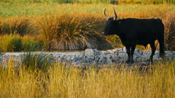 Islak Alanlarda Sığır Konservesi Bos Taurus — Stok video