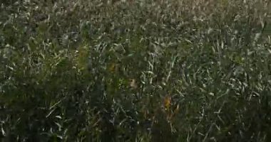 Scamandre doğal park, Gallician, Petite Camargue, Occitanie, Fransa. Rüzgar kamışların arasından esiyor..