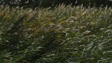 Scamandre doğal park, Gallician, Petite Camargue, Occitanie, Fransa. Rüzgar kamışların arasından esiyor..