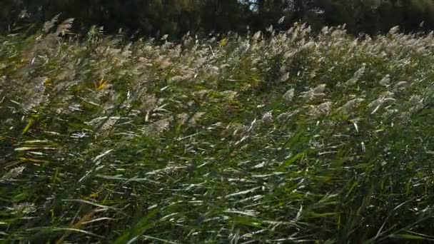 Park Narodowy Scamandre Gallician Petite Camargue Occitanie Francja Wiatr Wiejący — Wideo stockowe