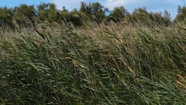 Het Scamandre Natuurpark Galliciër Petite Camargue Occitanie Frankrijk Wind Waait — Stockvideo