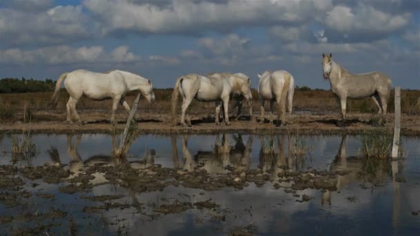 Λευκά Άλογα Camargue Occitanie Γαλλία — Αρχείο Βίντεο