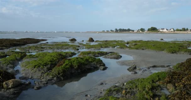 Damgan Morbihan Megye Brittany Franciaország Zöld Saláta Főzés Sziklák Apály — Stock videók