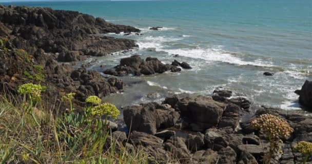 Pouldu Finistere Bretagne Frankrijk Voorgrond Staan Wilde Bloemen Met Naam — Stockvideo