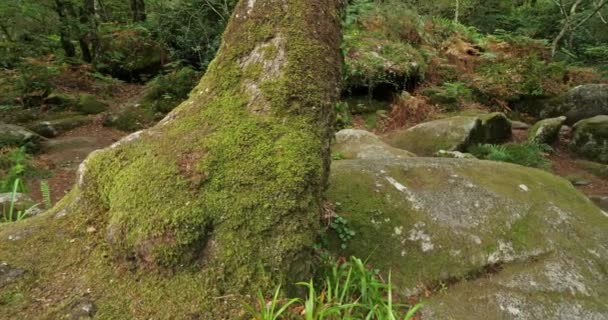 ロッシュ ディブル ケリアン フィニステール県 ブルターニュ フランス エル川はランドマークを横断 Roches Diable — ストック動画