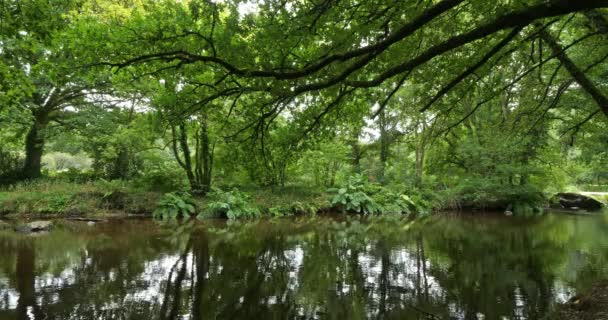 Roches Diable Querrien Département Finistère Bretagne France Rivière Elle Traversant — Video