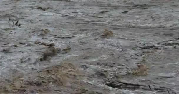 Cevenol Storms Kaňon Herault Occitanie Francie Řeka Herault Povodně Během — Stock video