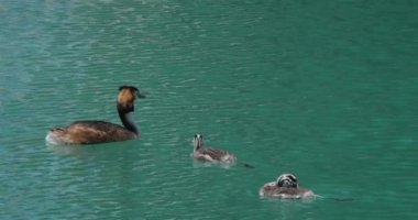 Yavruları olan büyük ibikli yunus balığı (Podiceps kristali), Annecy Gölü, Fransa