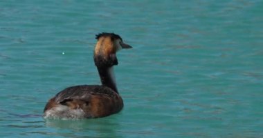 Yavruları olan büyük ibikli yunus balığı (Podiceps kristali), Annecy Gölü, Fransa