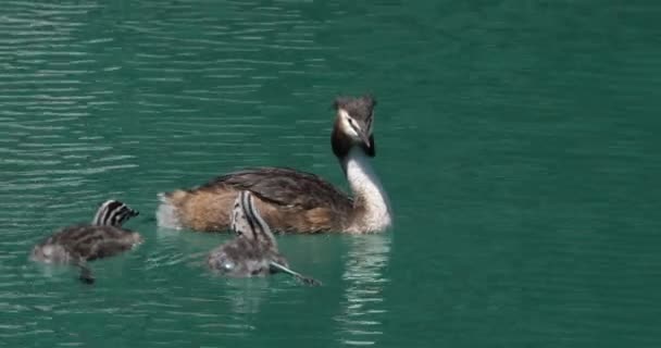 Yavruları Olan Büyük Ibikli Yunus Balığı Podiceps Kristali Annecy Gölü — Stok video