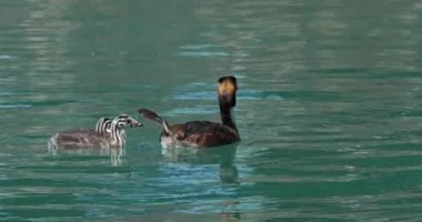 Yavruları olan büyük ibikli yunus balığı (Podiceps kristali), Annecy Gölü, Fransa